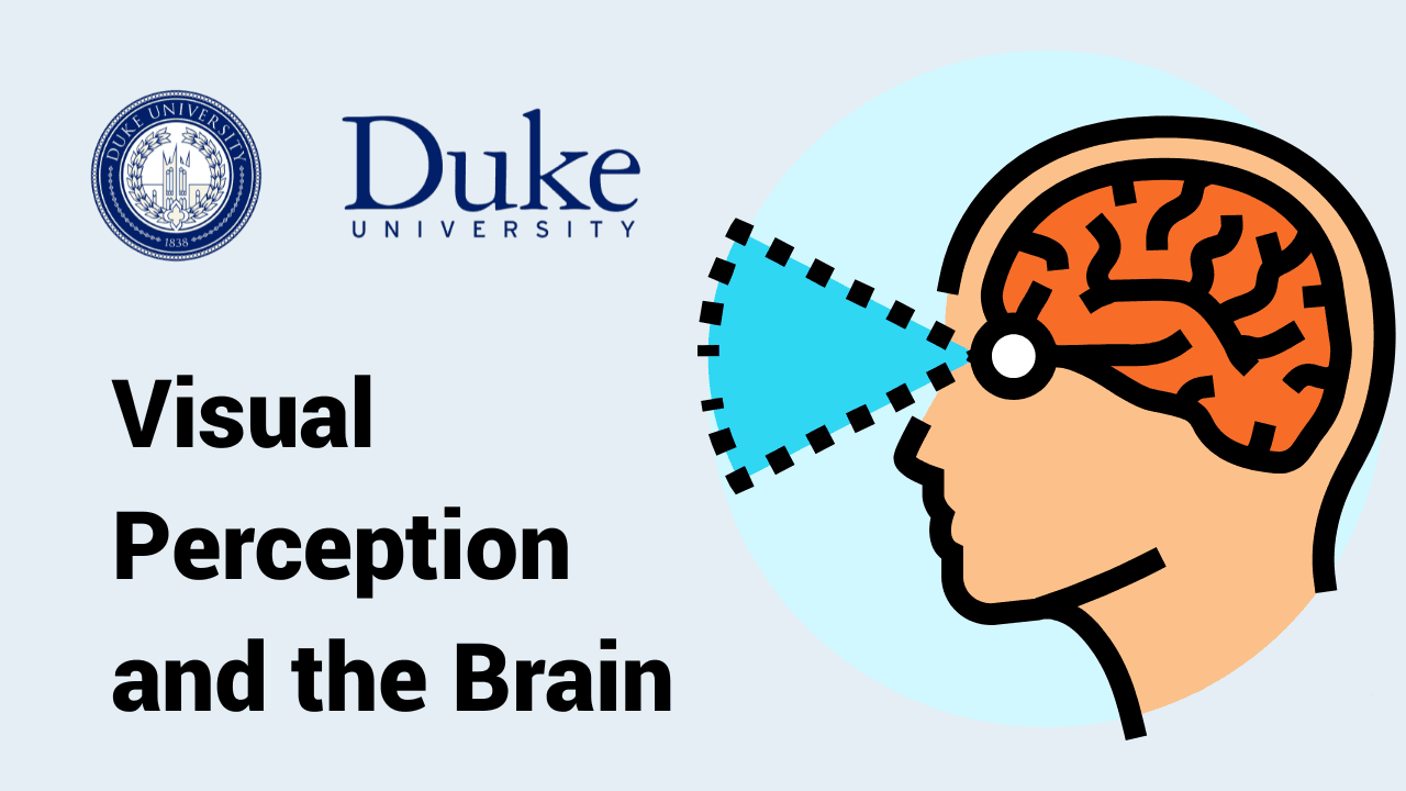 Visual Perception and the Brain